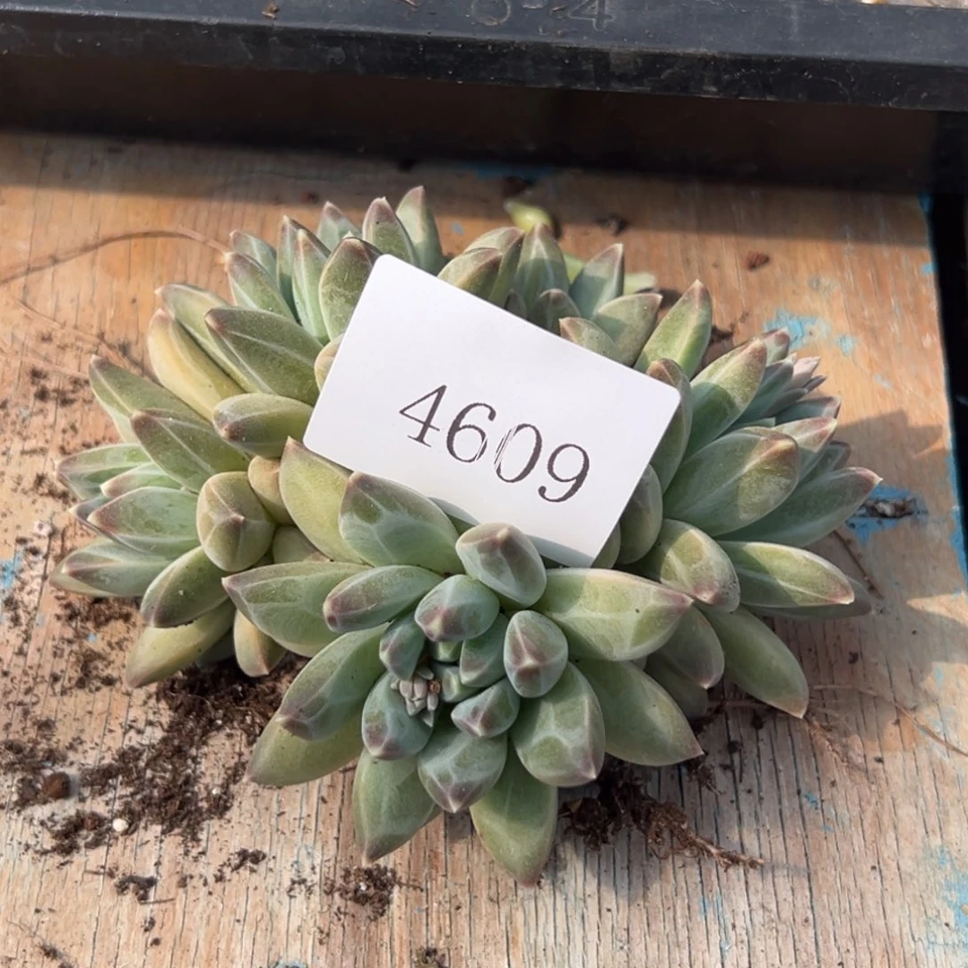 ?****定4609多肉多多多多多多