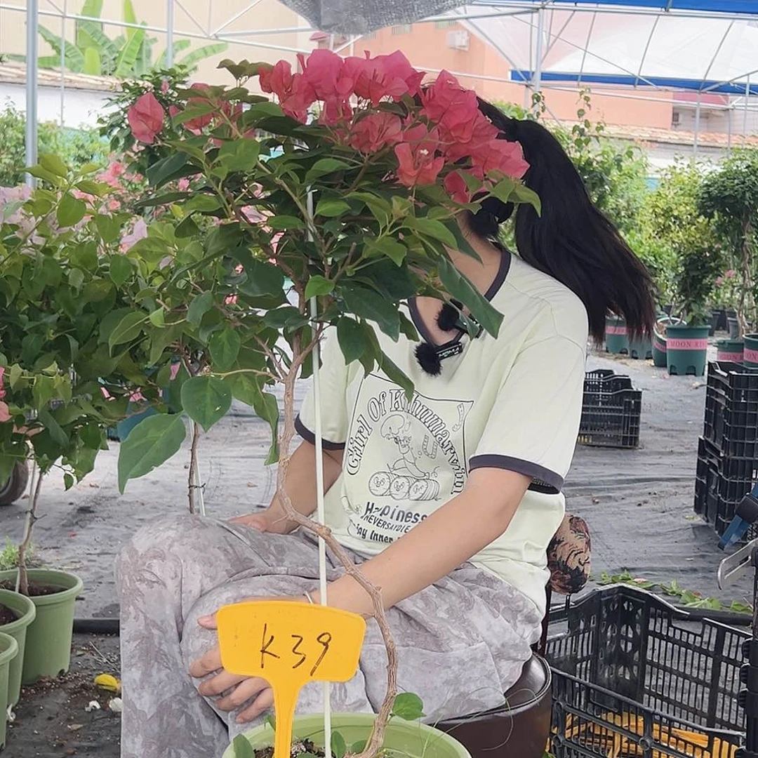 明****大部分开放少量花苞K69暗夕