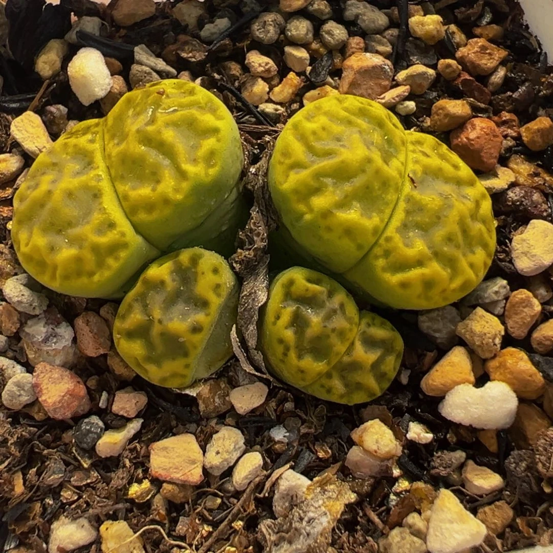 752多肉植物种类和
