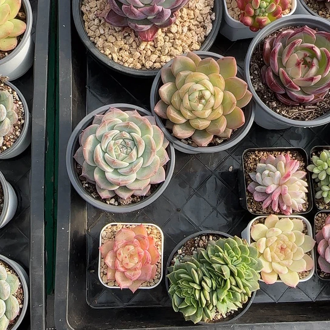 元***肉寄养发货。