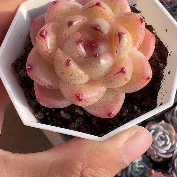 麦秆多肉植物。。。。