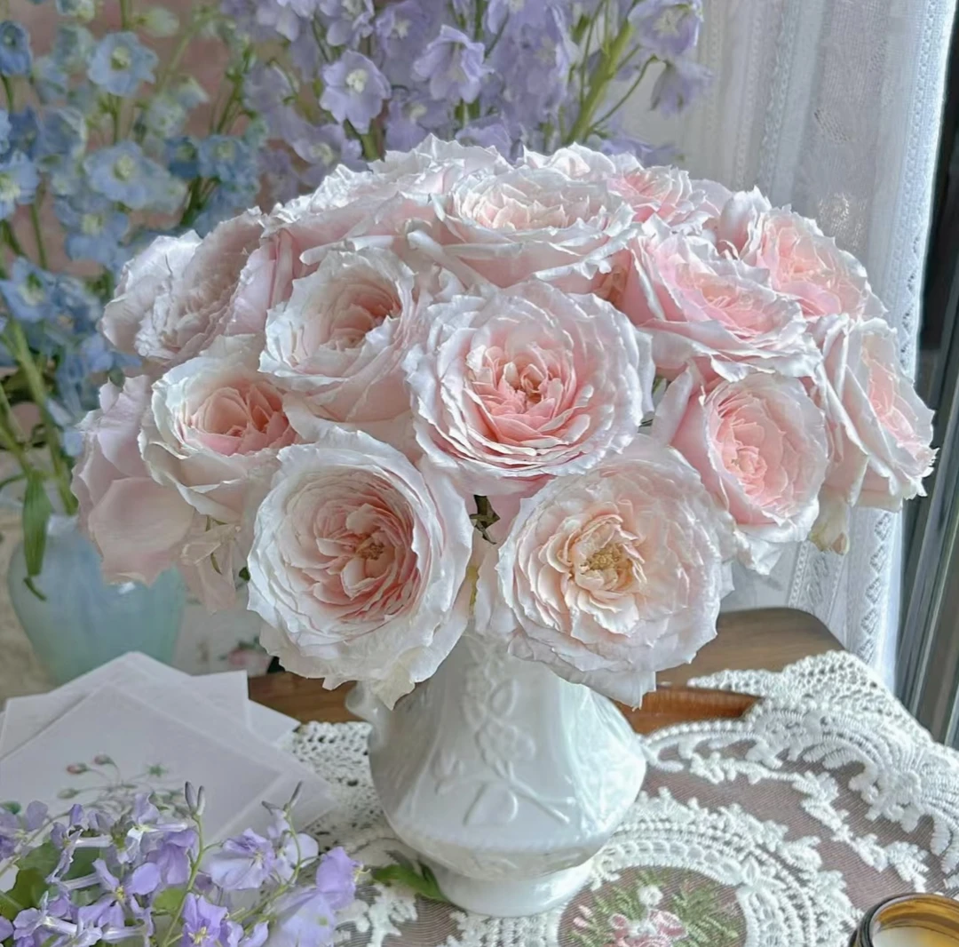 【小粉兔玫瑰】梦金鹏玫瑰东北鲜花沈阳晓全花行