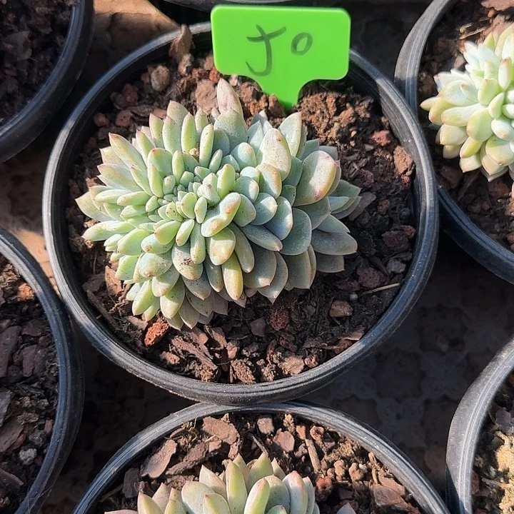 50号星影缀化多头