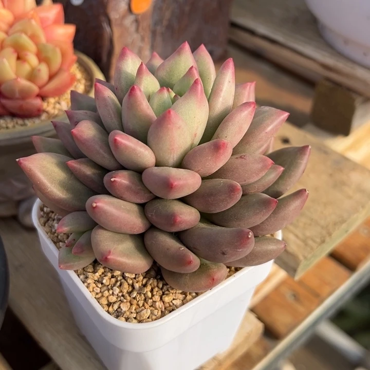 米其林 带侧芽 夏鸣园艺