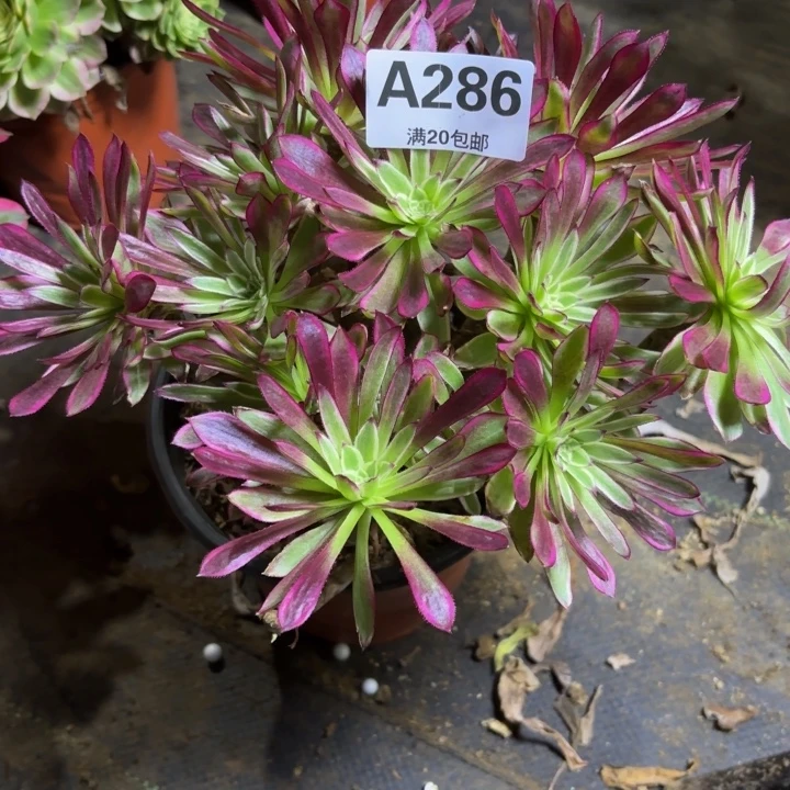 瑞妈，，。。。。。286瑶光仙墨，有断