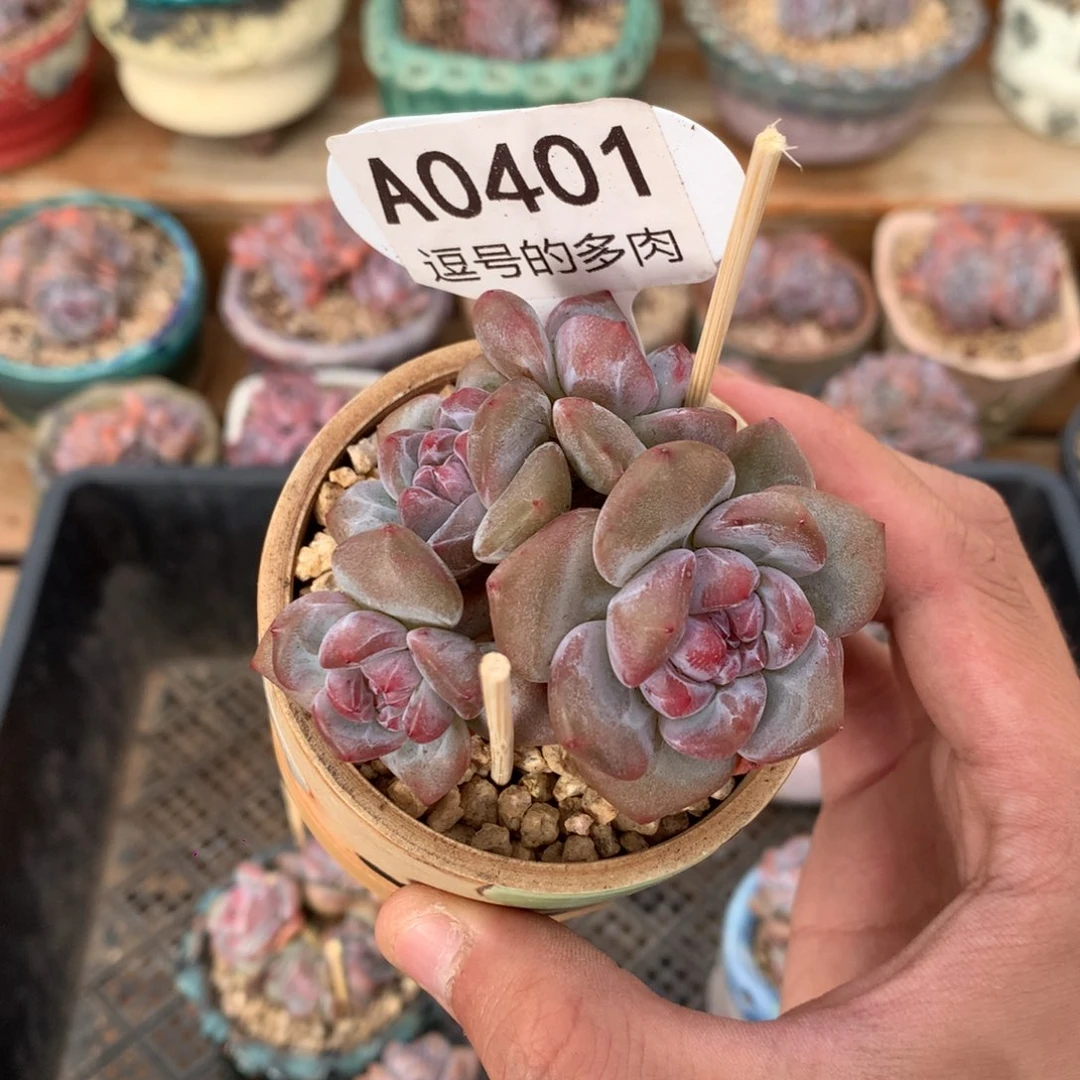 A0401 突尼斯老桩 有砍 7cm