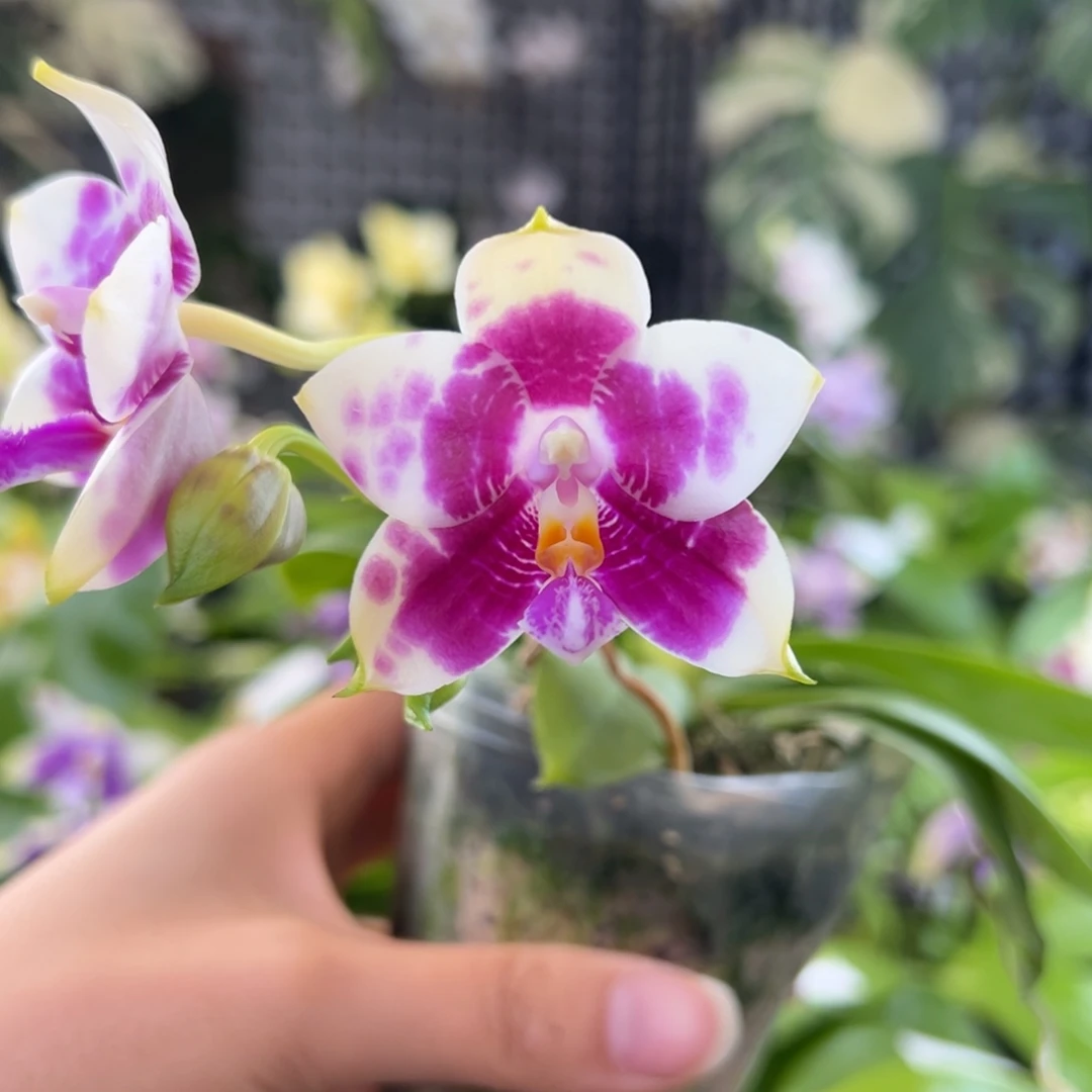 完全开放12号，少根，88米