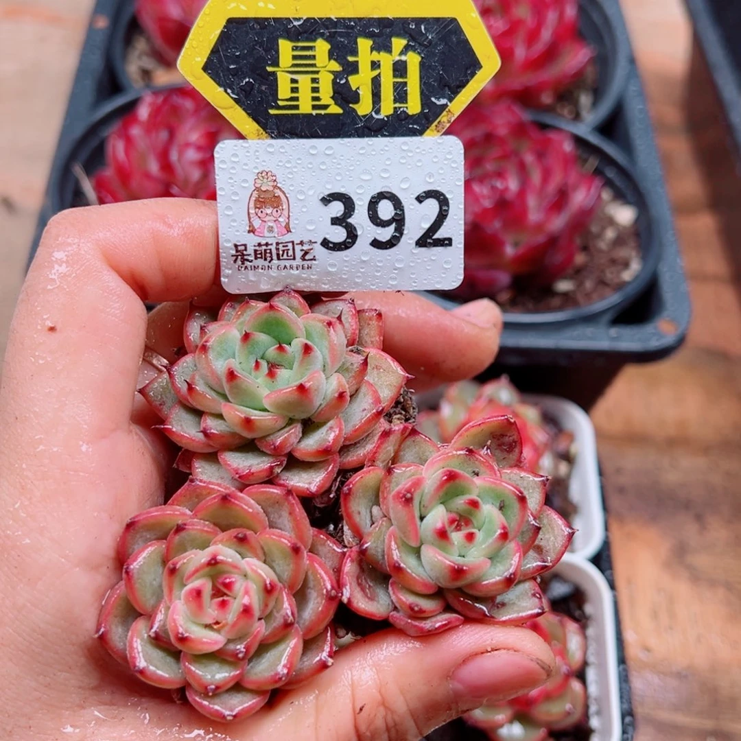 当前无花朵，栽培后可花朵