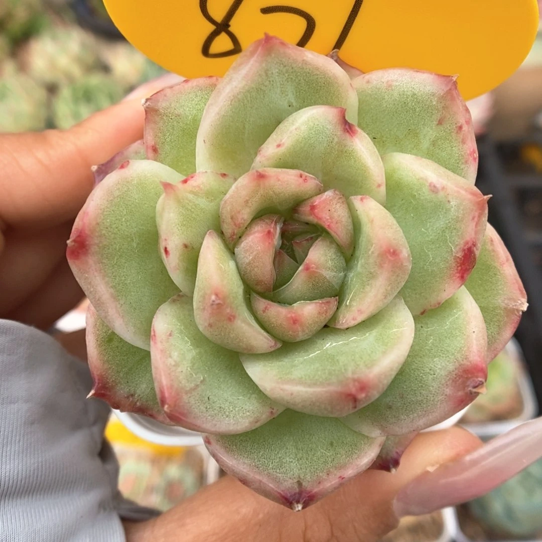 珍妮锦可拍801号。