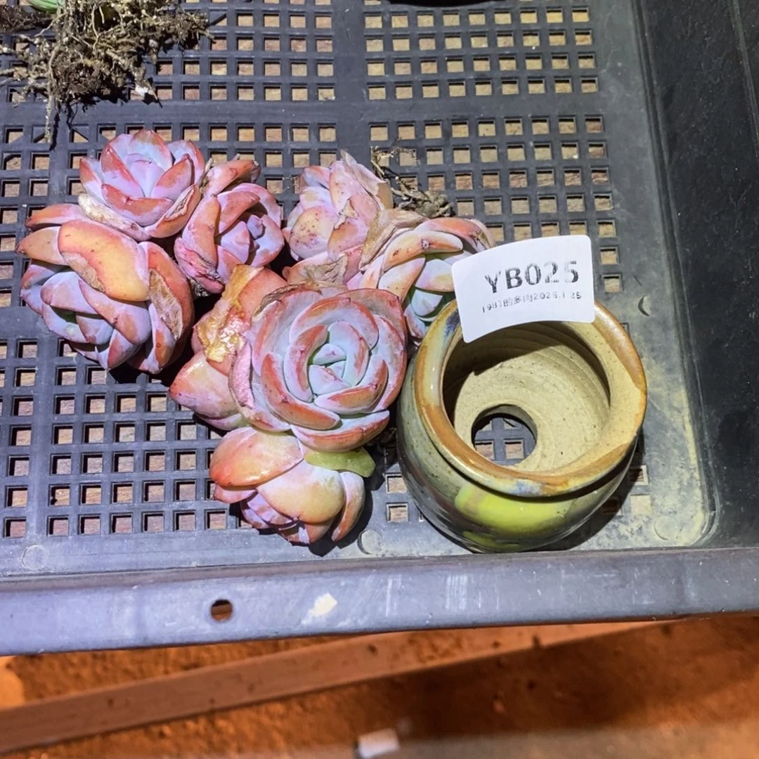 粗砂花盆臭****YB025rourourou