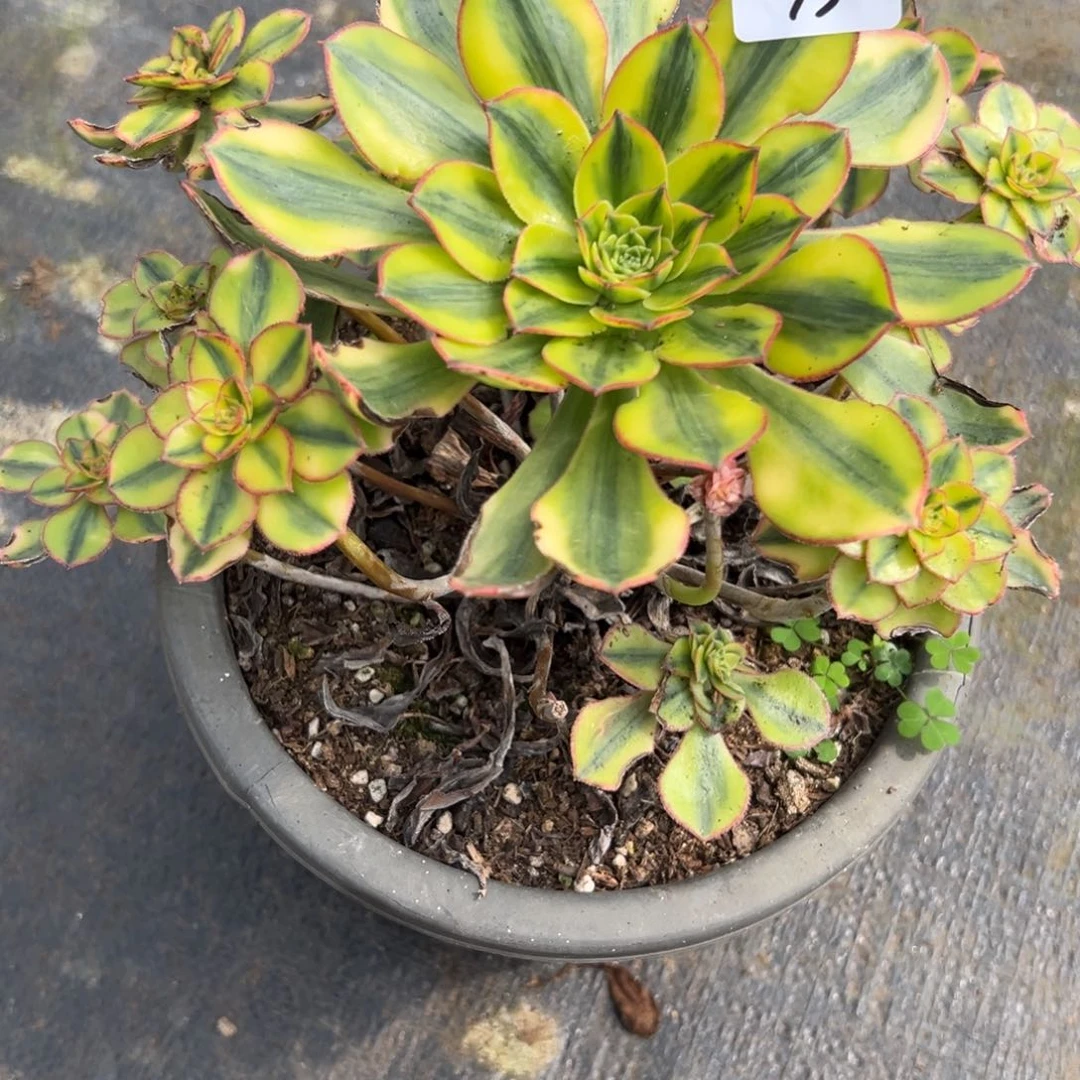 95太阳神无根多肉植物提取