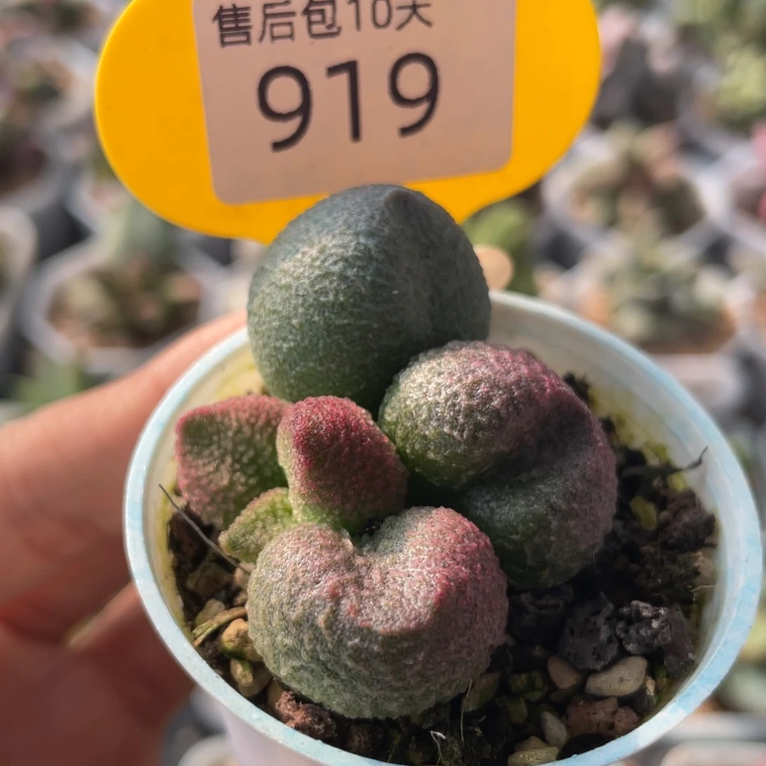 十*三       赠品。 919。