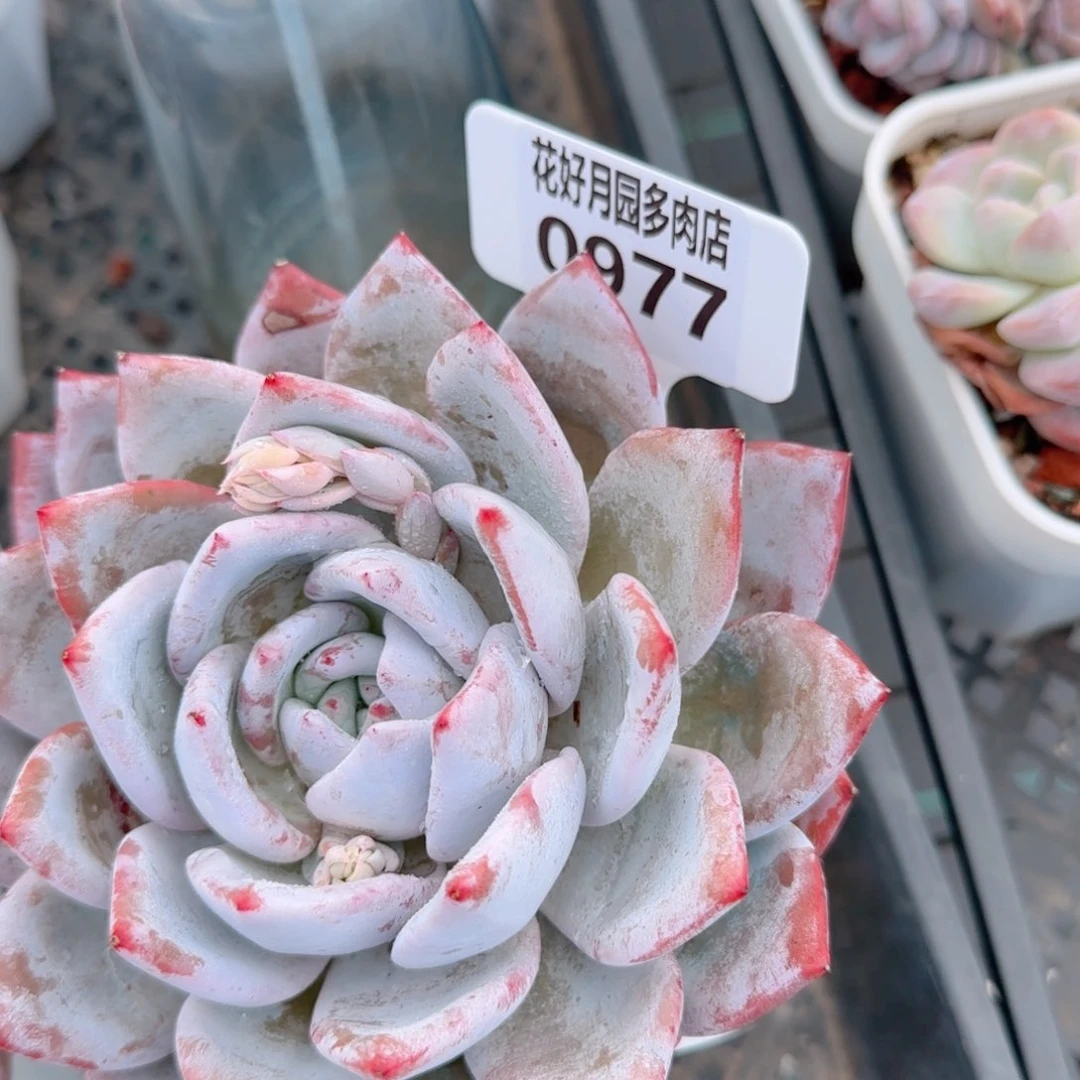 多肉植物0977…………