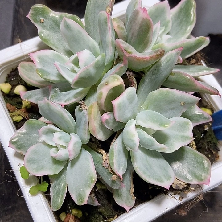 多肉植物伯克利锦116