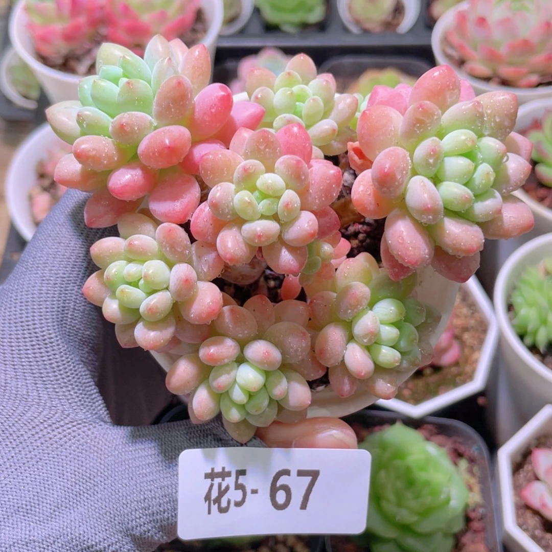 花利美 5-67鱼子酱
