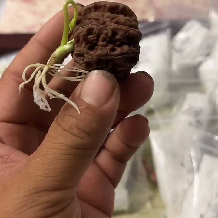 完全开放文玩核桃刚发芽