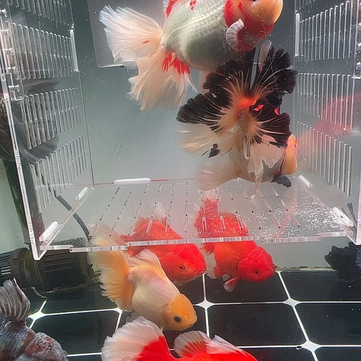 金鱼百褶泰师亚成18