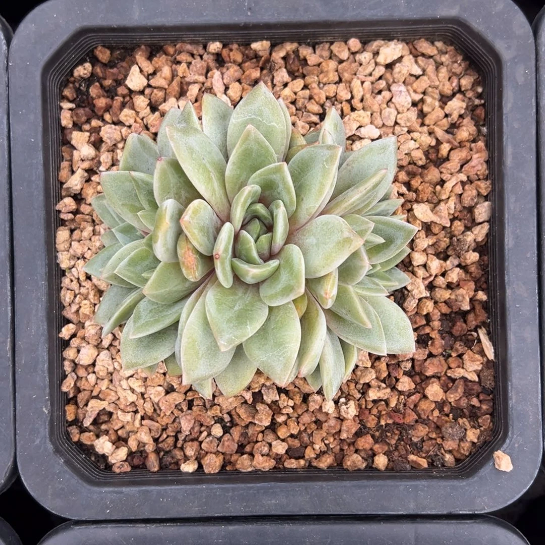 5头香槟朵朵缀化 12左右