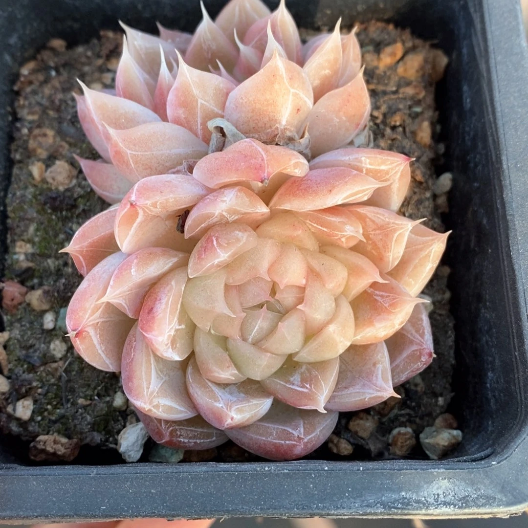 精品多肉一物一拍56