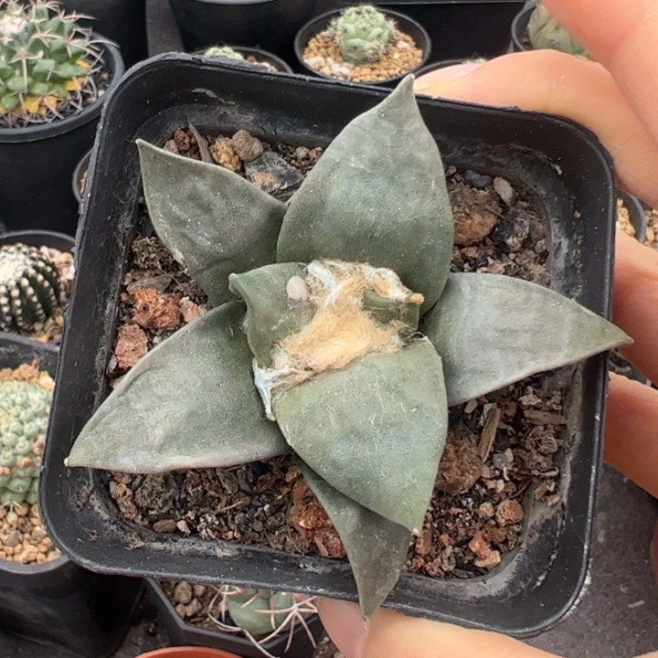 实生牡丹仙人球仙人球