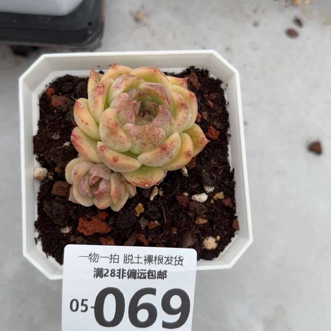 熔岩单头多肉多肉