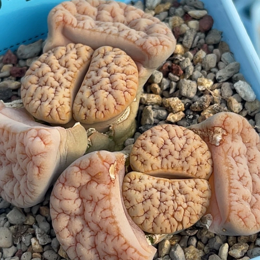 8435双头蜜纹铁189一颗