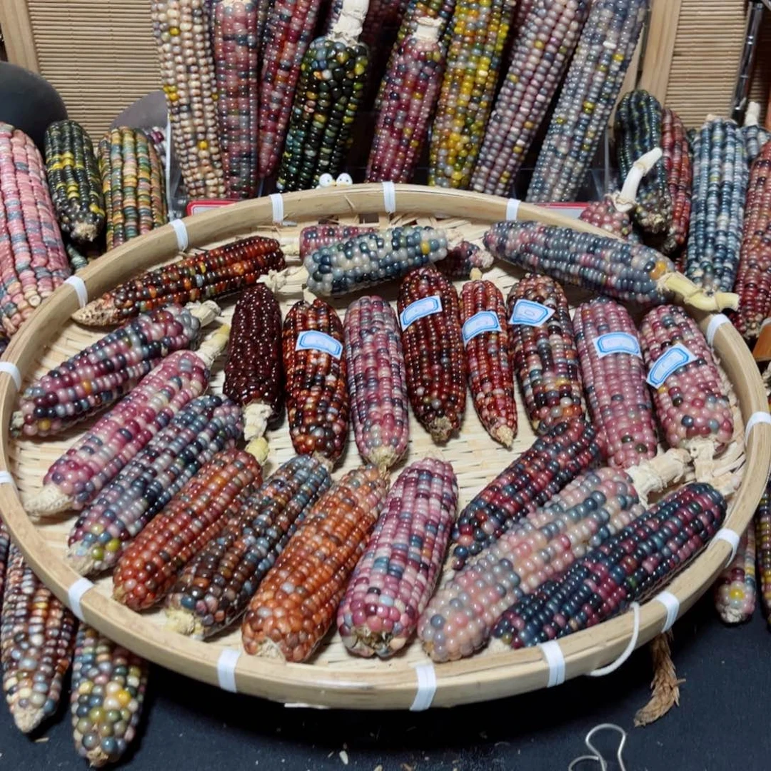 ****丶直播间七彩文玩玉米链接不退换