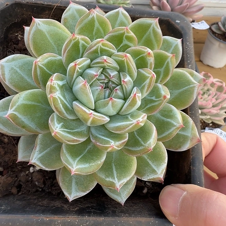 雪花珍妮1111125-50