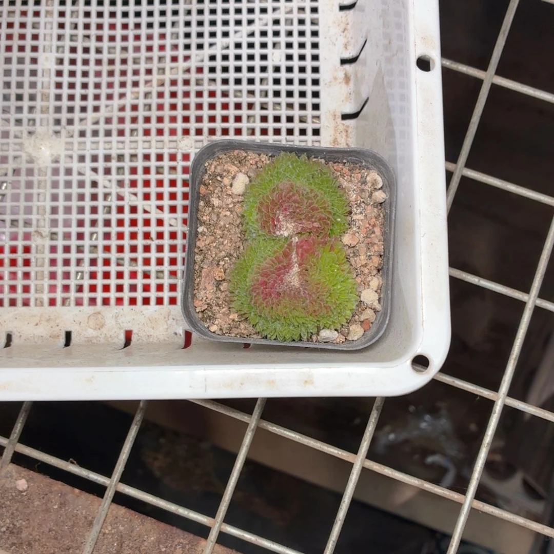 蹦***蹦一物一拍蛛丝卷卷缀化