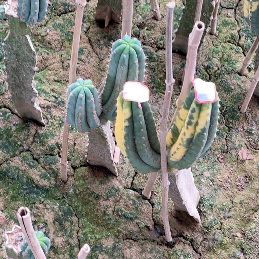ༀ***ༀ多闻主 锦 无根侧芽 3颗