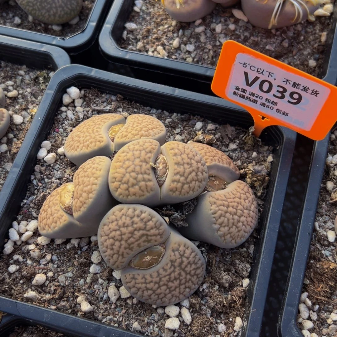 039 一物一拍，默认有伤，介意勿拍，不退不换