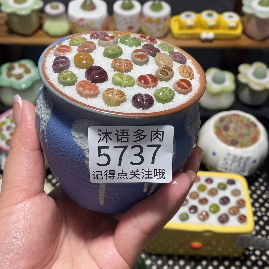 小****带盆土植物 一物一拍 5737