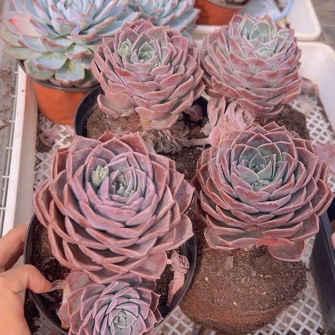 原始哈利沃森大单头精品二盆