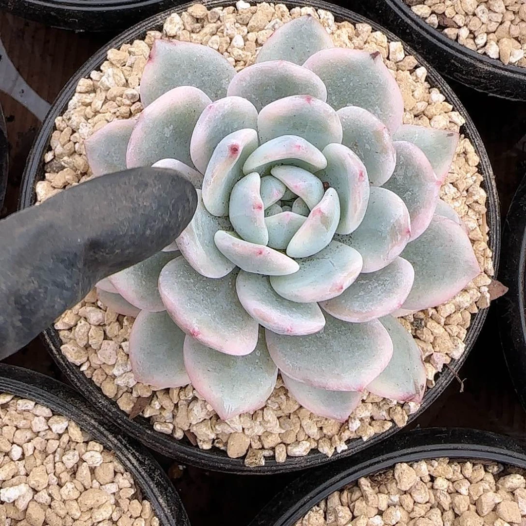 梦露锦单头38.8      肉