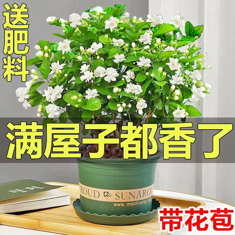 茉莉花盆栽四季开花特级浓香型茉莉花苗带花苞花卉植物室内花好养