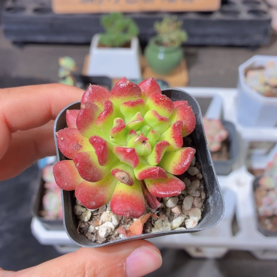 红灯笼多肉9.9包邮发货