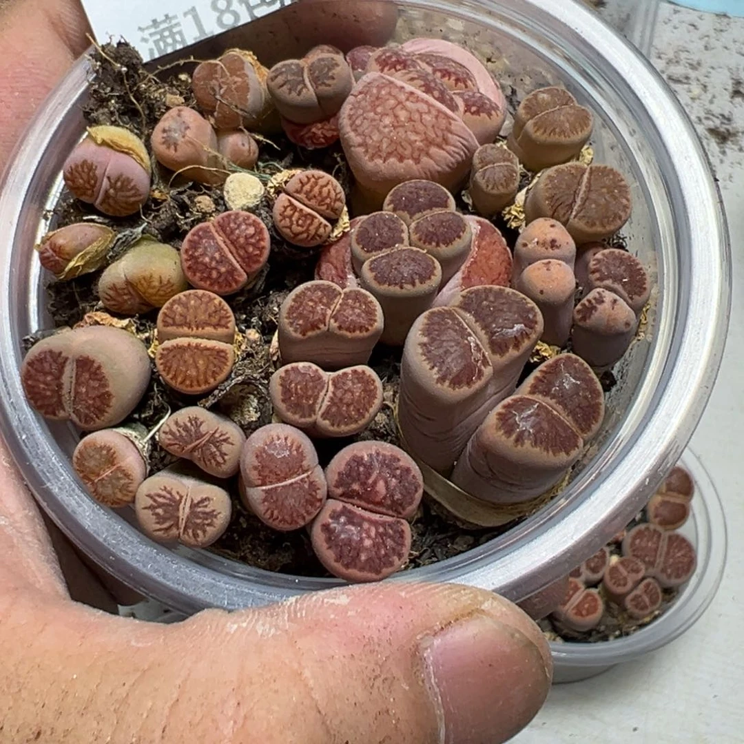 【闪购商品】 369。  长腿。