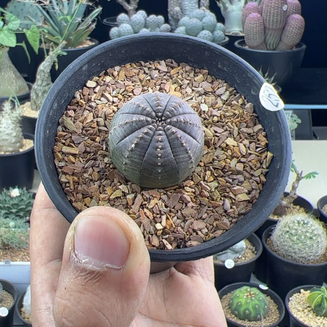 欧布实生2.9一物一拍