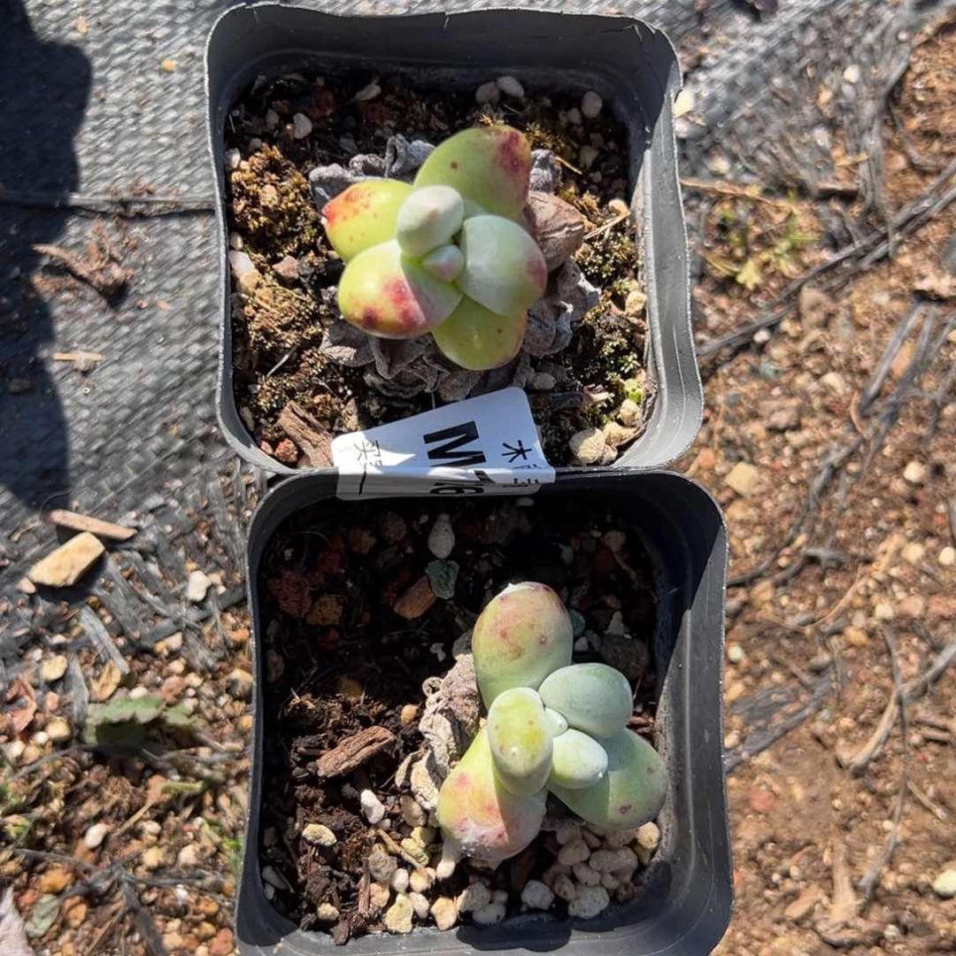 2550两颗拇指哈哈哈哈哈哈多肉