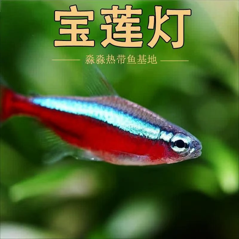 宝莲灯鱼热带鱼【直播专享福利】