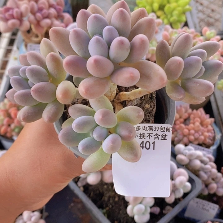 汤圆8cm401多肉植物