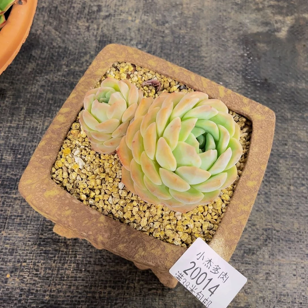 肥****露恩宠单20014