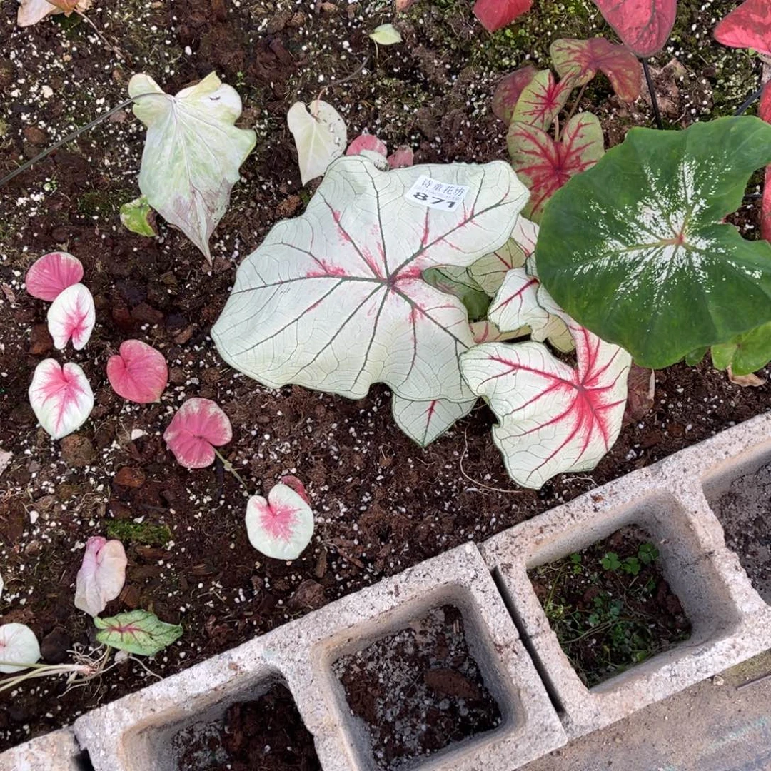 蜜***薯无花朵             871，872幻想曲海王不包售后