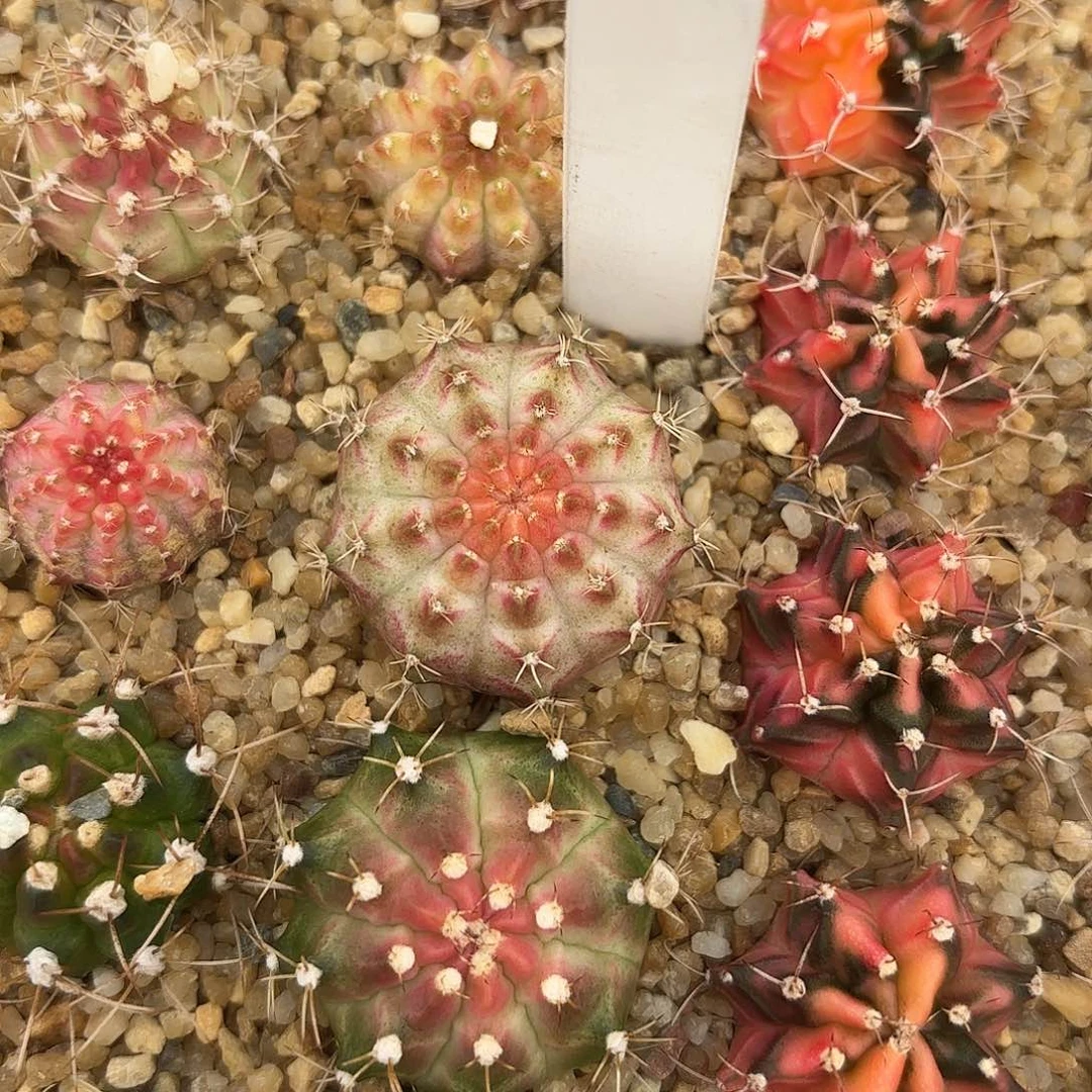 322-0618泰国发货多肉