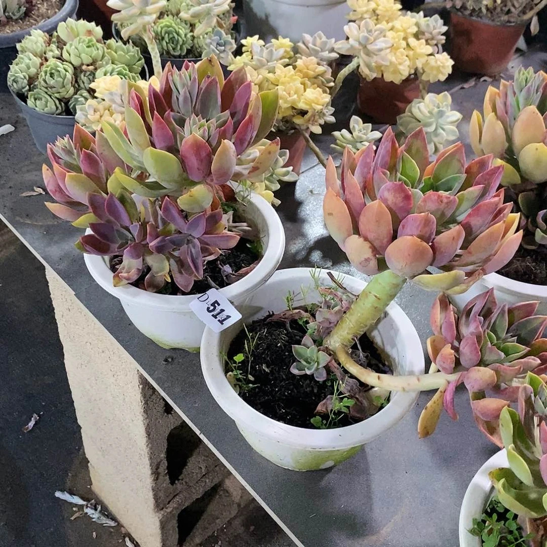 胖****呢511紫气东来2颗