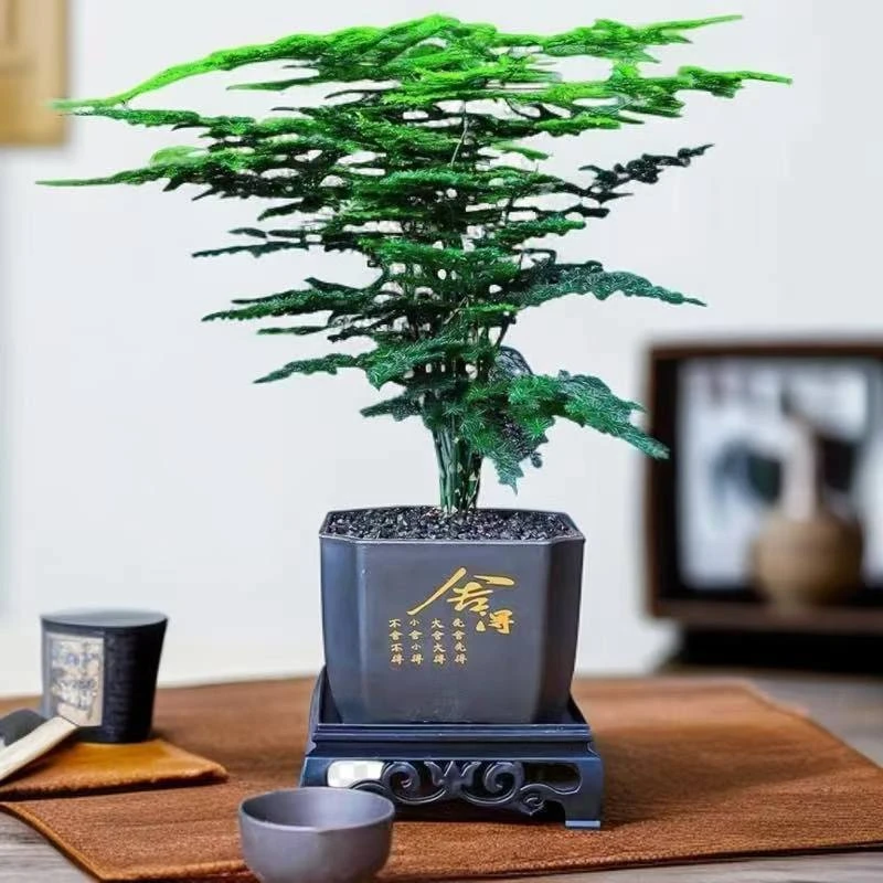 T【开仓补贴】文竹盆栽绿植花卉盆景植物室内客厅水培