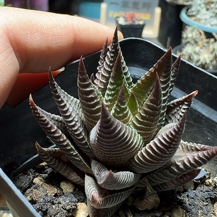 765白蜘蛛脱土发货