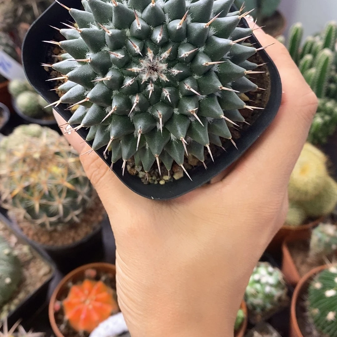 1***1一物一拍一棵仙人球