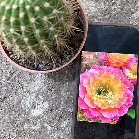 大满贯，4公分左右