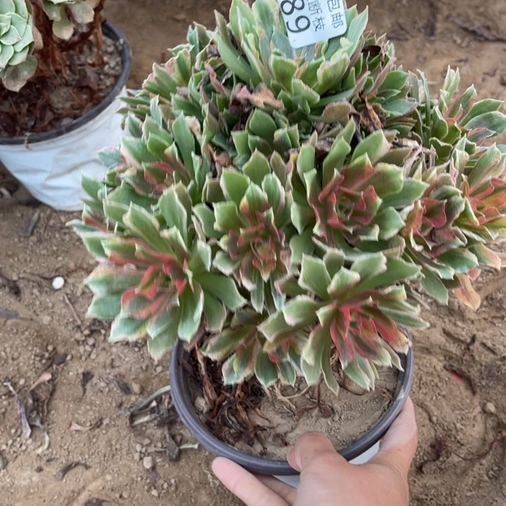 289光辉七彩手捧1号棚